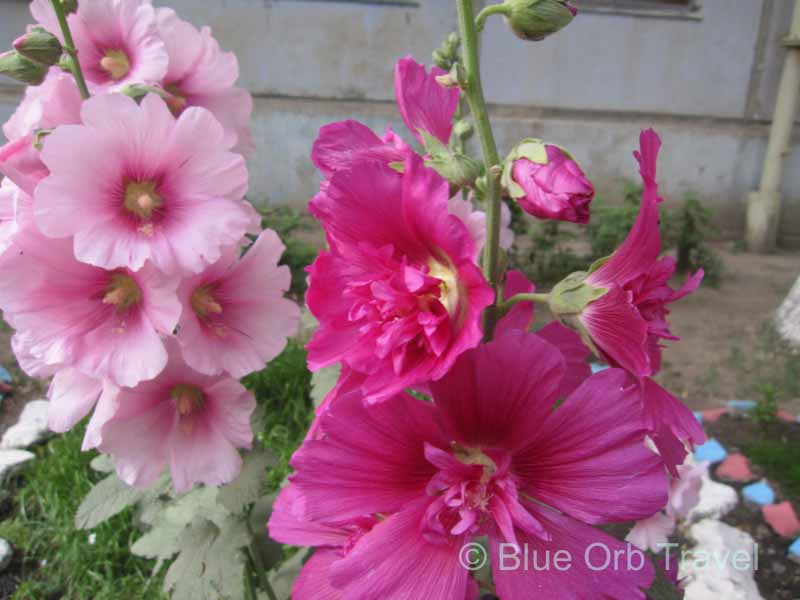 Hollyhocks in Bloom in Astrakhan