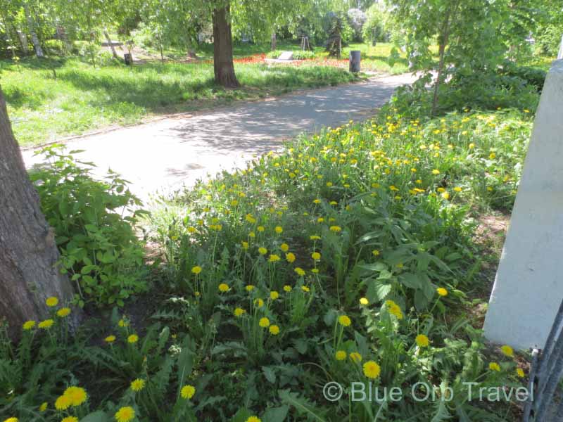 Garden of Dandelions