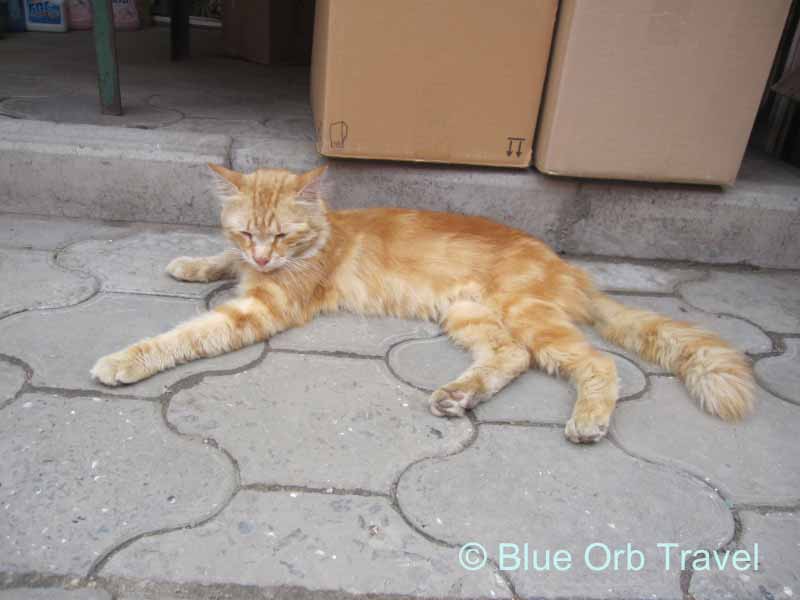 Sidewalk Kitty in Rostov on Don, Russia