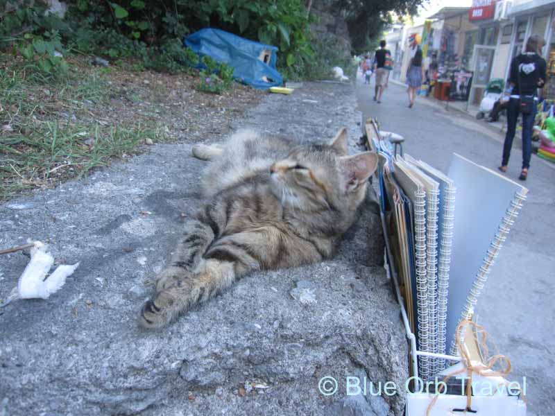 Cat on a Ledge in Yalta, Ukraine