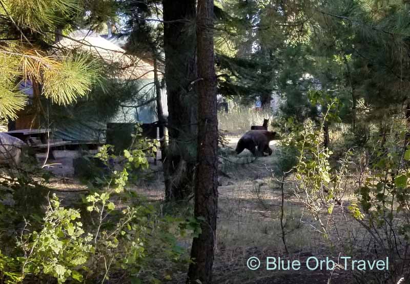 Bear Walking Through Camp